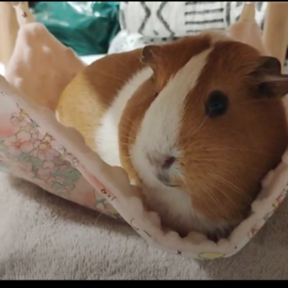 Meet your Posher, Chloe - Picture 3 of 14